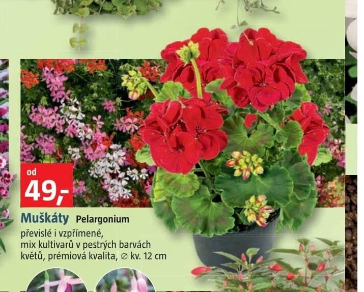 Muškáty Pelargonium - BAUHAUS akcniletaky.com