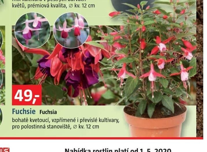 Fuchsie Fuchsia - BAUHAUS akcniletaky.com