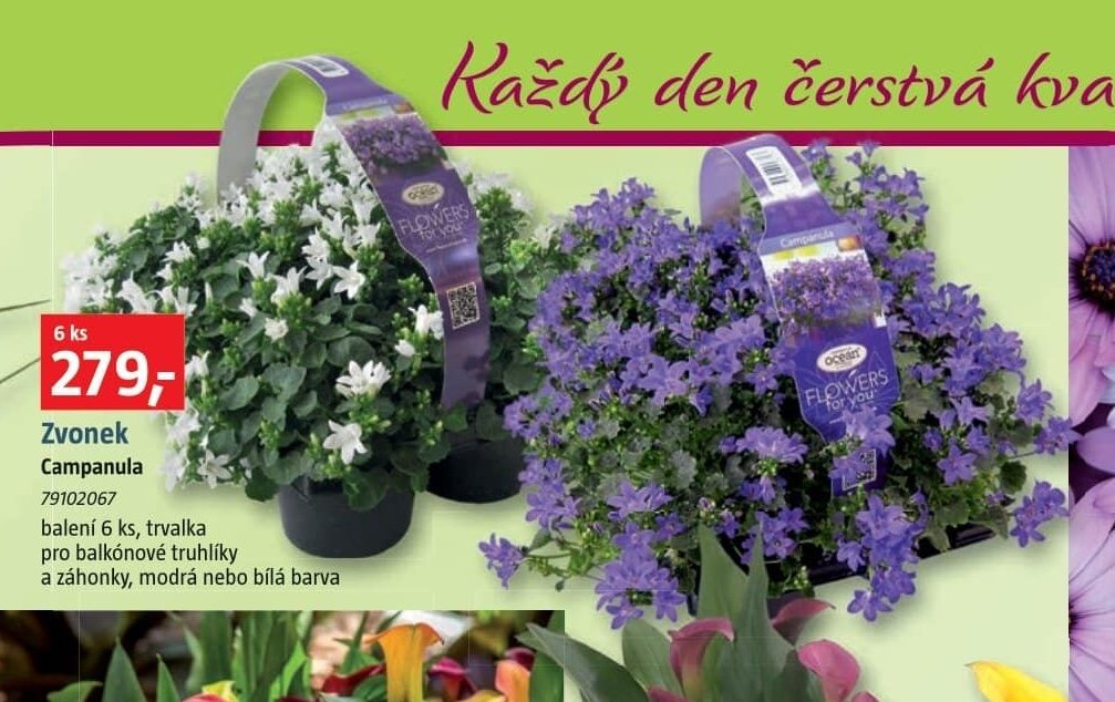 Zvonek Campanula