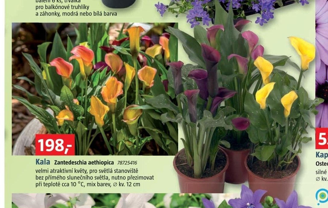 Kala Zantedeschia aethiopica