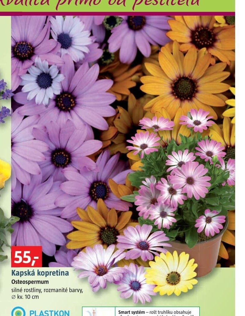 Kapská kopretina Osteospermum