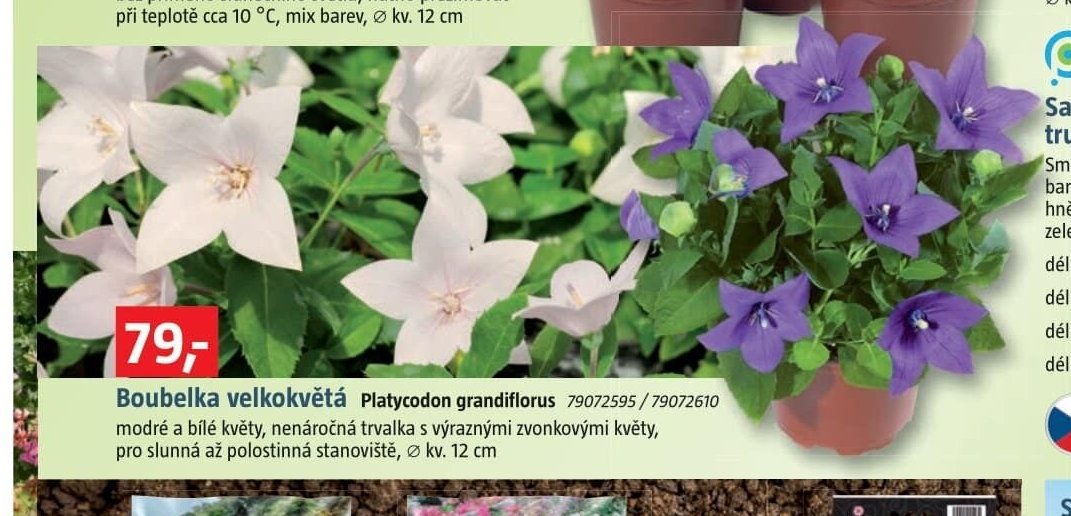 Boubelka velkokvětá Platycodon grandiflorus