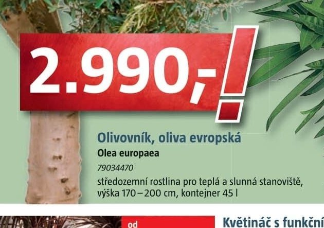 Olivovník, oliva evropská