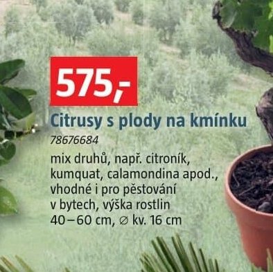Citrusy s plody na kmínku