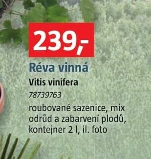 Réva vinná