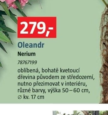Oleandr