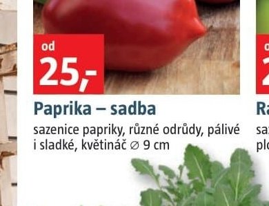 Paprika - sadba