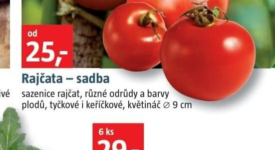 Rajčata - sadba