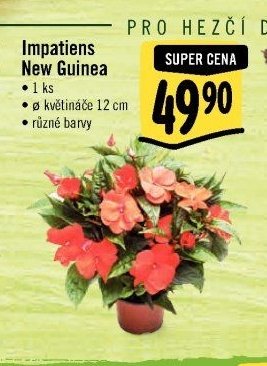 Impatiens New Guinea