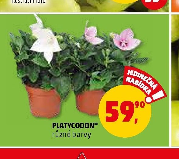 PLATYCODON*