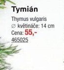 Tymián
