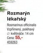 Rozmarýn lékařský