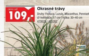 Okrasné trávy