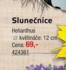 Slunečnice