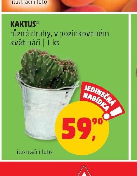 KAKTUS*