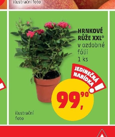 HRNKOVÉ RŮŽE XXL*