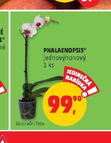 PHALAENOPSIS*