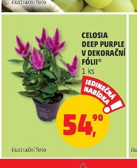 CELOSIA DEEP PURPLE V DEKORAČNÍ FÓLII*
