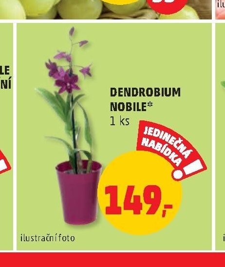 DENDROBIUM NOBILE*