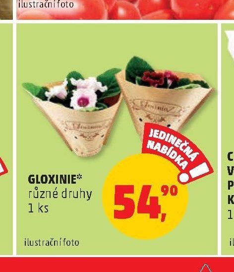 GLOXINIE*