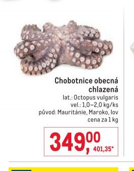 Chobotnice obecná chlazená