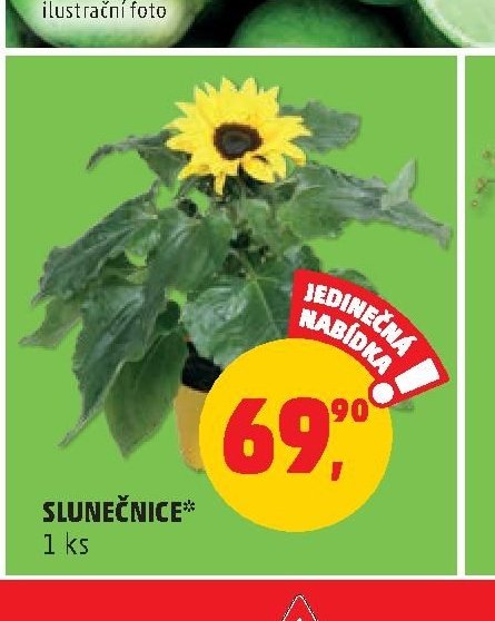 SLUNEČNICE