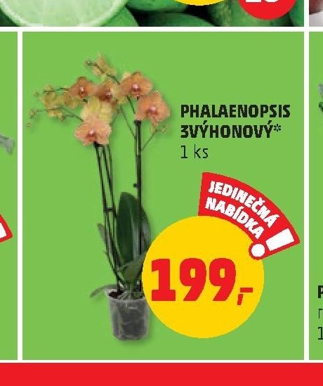 PHALAENOPSIS 3VÝHONEVÝ
