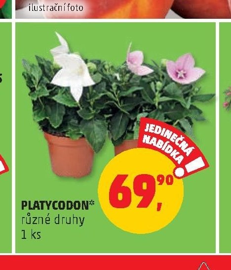 PLATYCODON
