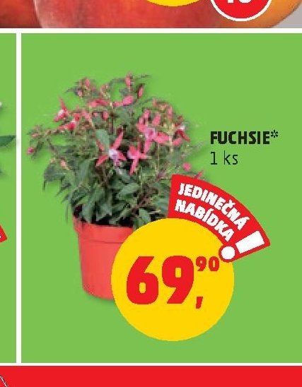 FUCHSIE