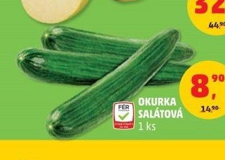 OKURKA SALÁTOVÁ
