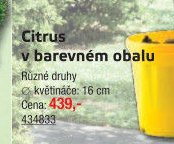 Citrus v barevném obalu - UNI HOBBY akcniletaky.com