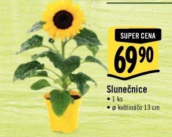 Slunečnice - Hellianthus