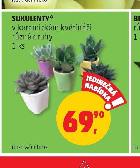 SUKULENTY