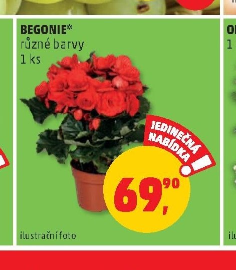 BEGONIE