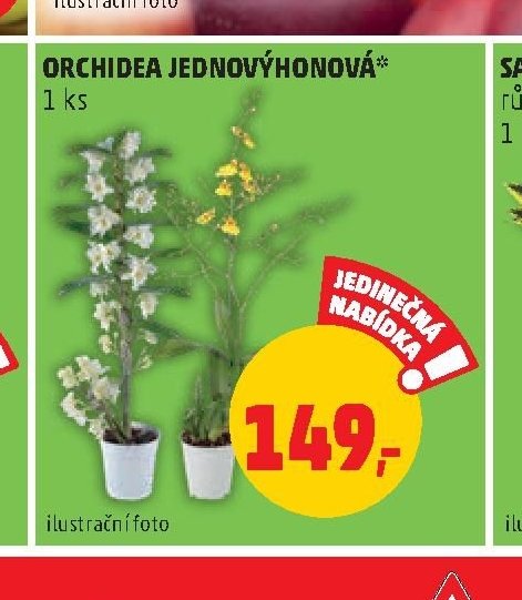 ORCHIDEA JEDNOVÝHONOVÁ
