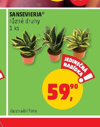 SANSEVIERIA