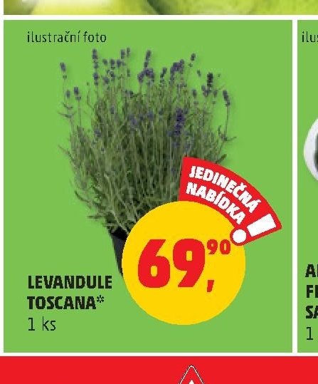 LEVANDULE TOSCANA