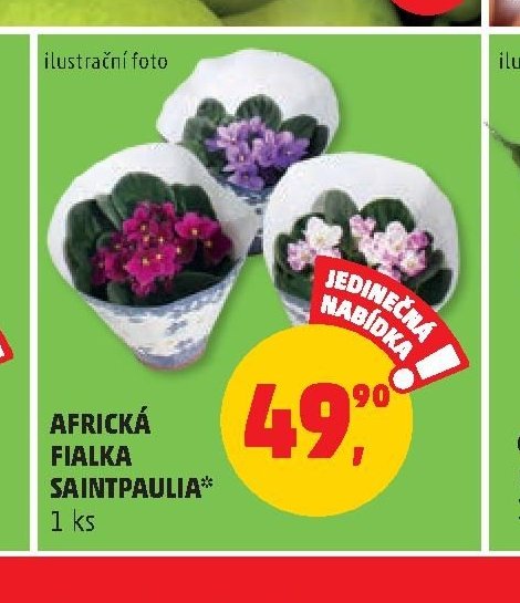 AFRICKÁ FIALKA SAINTPAULIA