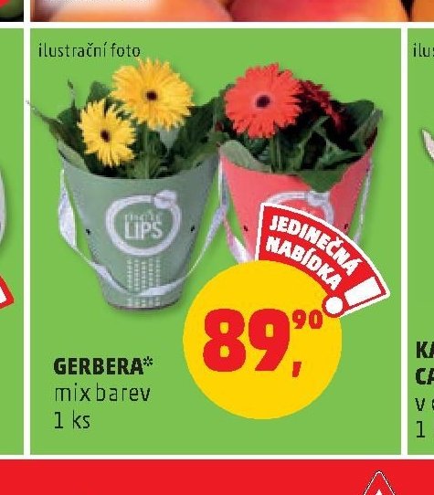 GERBERA