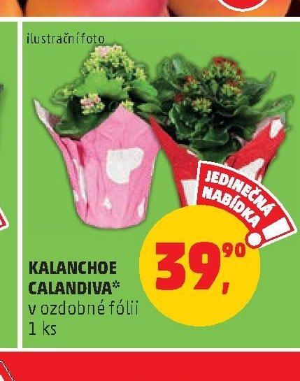 KALANCHOE CALANDIVA