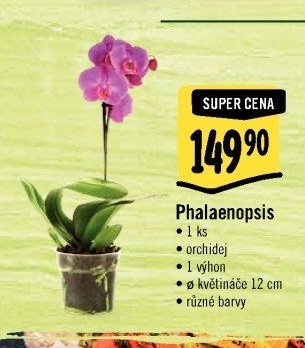 Phalaenopsis
