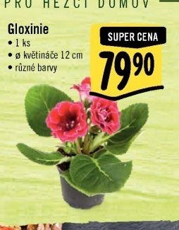 Gloxinie