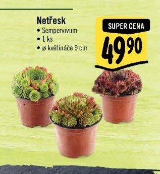 Netřesk