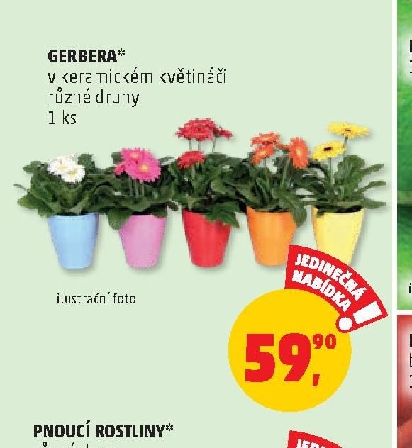 GERBERA v keramickém květináči