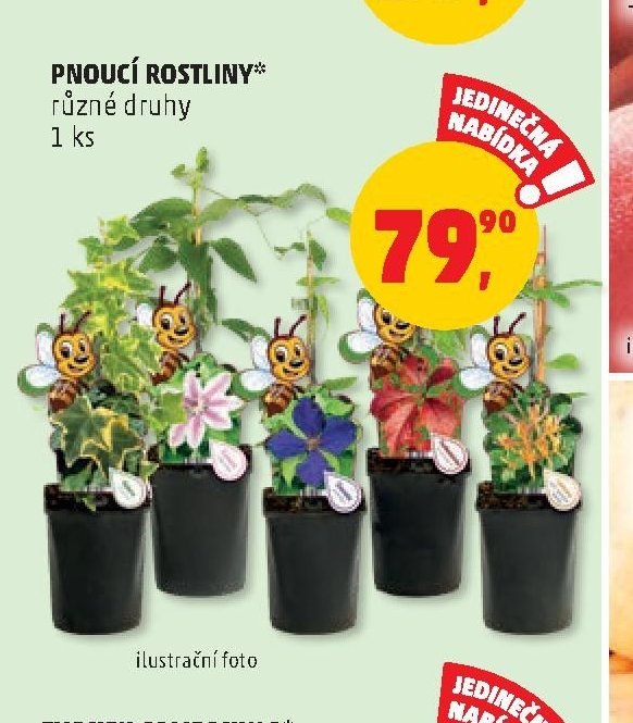 PNOUCÍ ROSTLINY