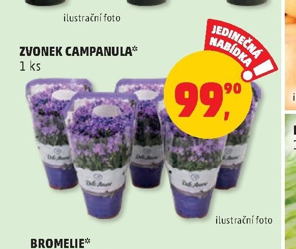 ZVONEK CAMPANULA