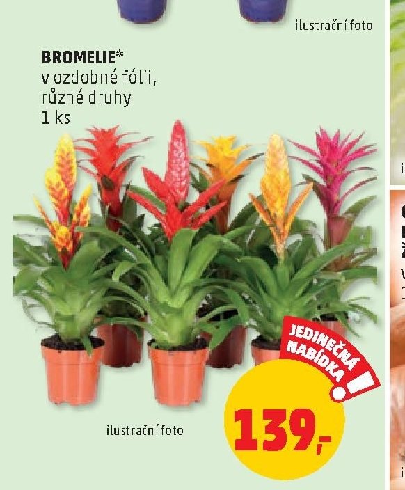 BROMELIE v ozdobné fólii