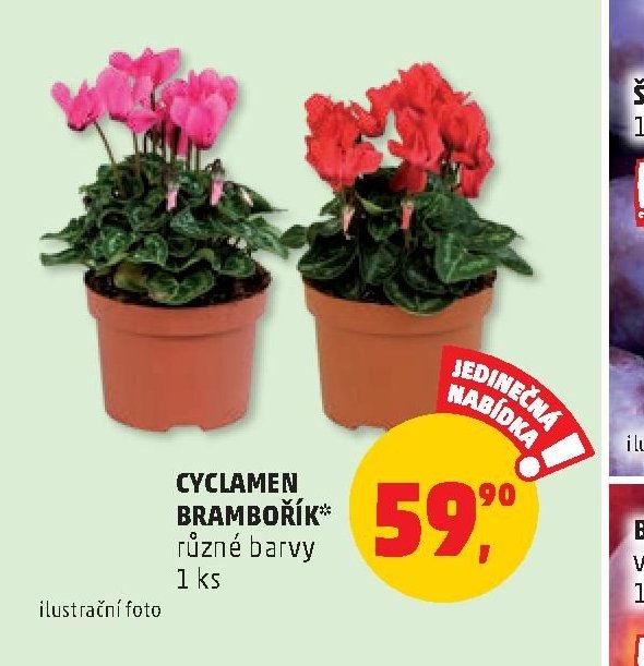 CYCLAMEN BRAMBOŘÍK