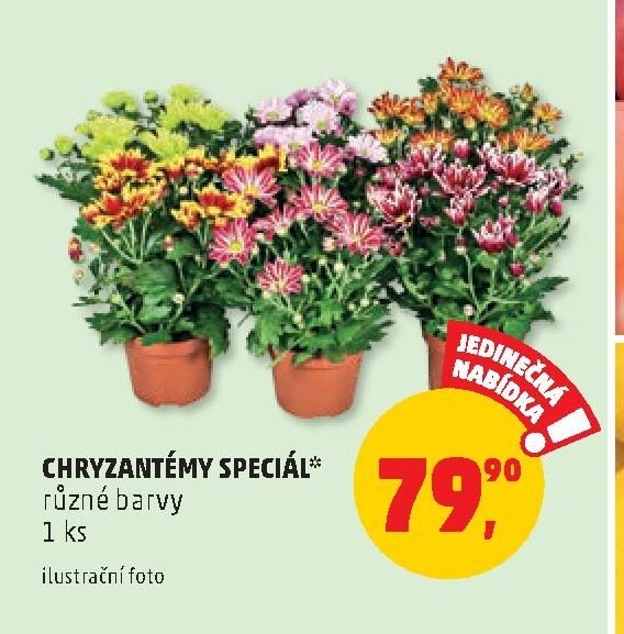 CHRYZANTÉMY SPECIÁL