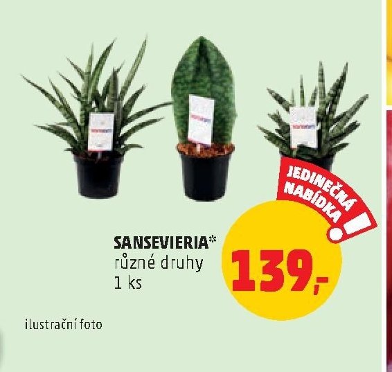 SANSEVIERIA